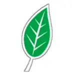 Eine einfache grüne Blattillustration mit weißem Umriss und weißen Adern, mit einem einzelnen Stiel, auf einem schlichten weißen Hintergrund.