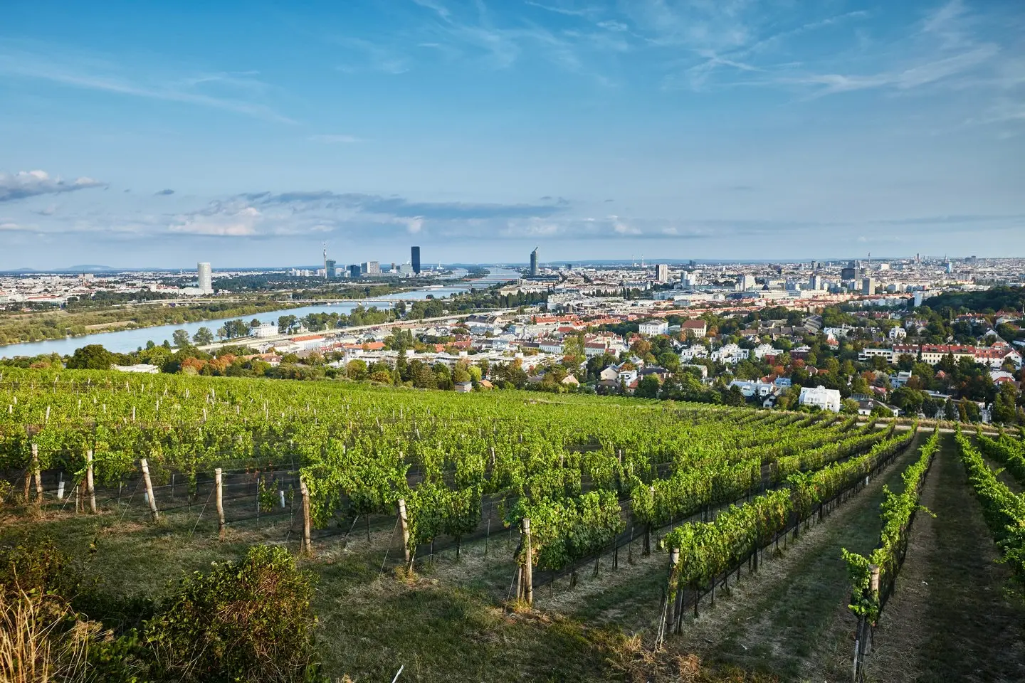 Reihen von Weinstöcken an einem Hang beim Weingut & Heurigen Wieninger überblicken eine Stadtlandschaft mit einem Fluss und modernen Gebäuden in der Ferne unter einem blauen Himmel mit vereinzelten Wolken.
